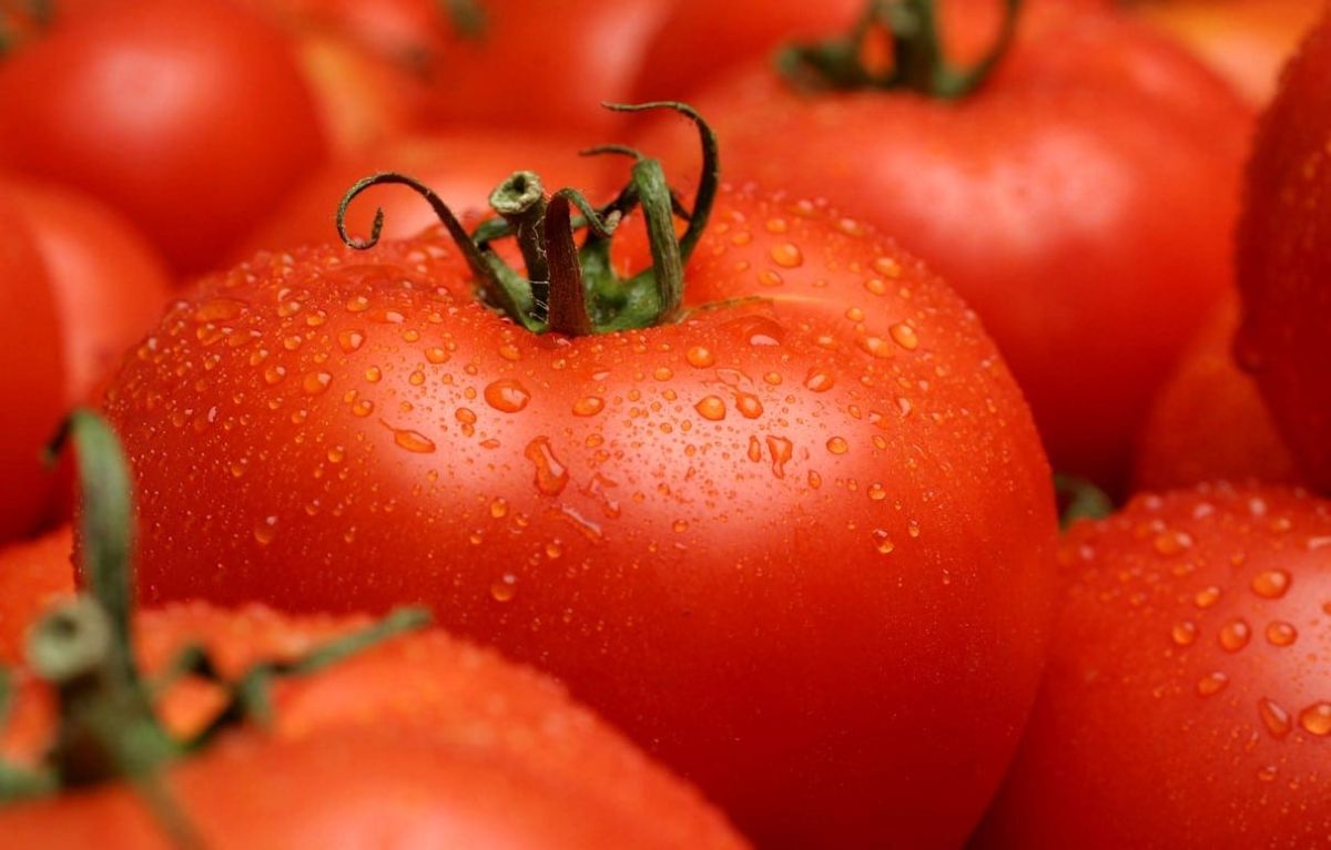 La tomate : fruit ou légume, le grand débat