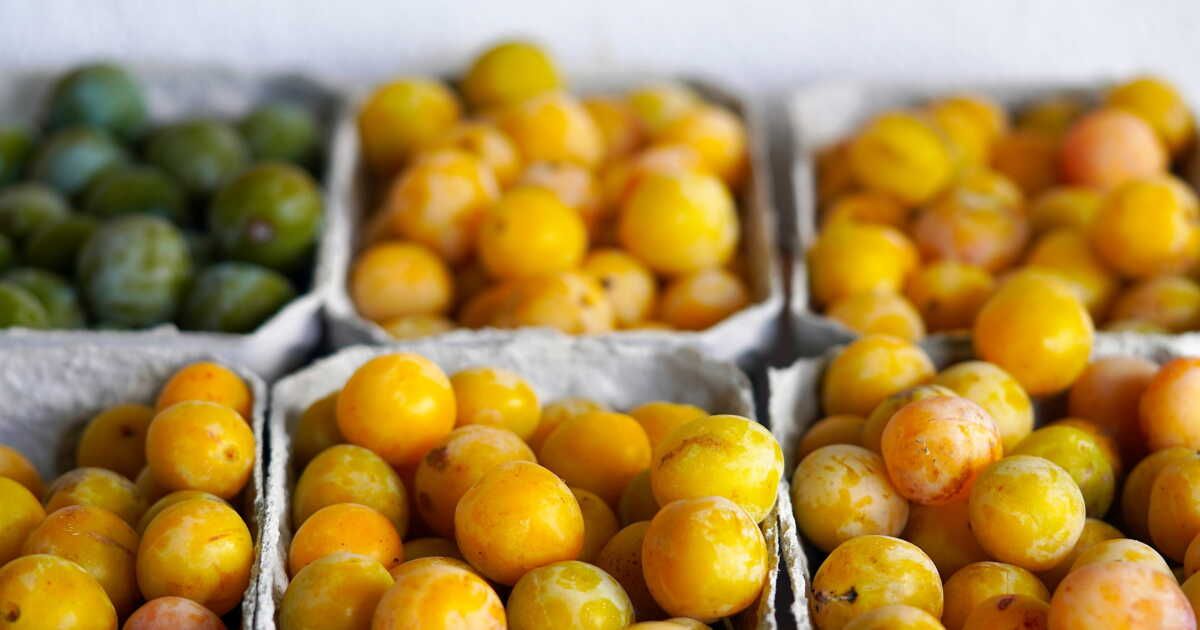 Secrets pour savourer les mirabelles sans erreurs