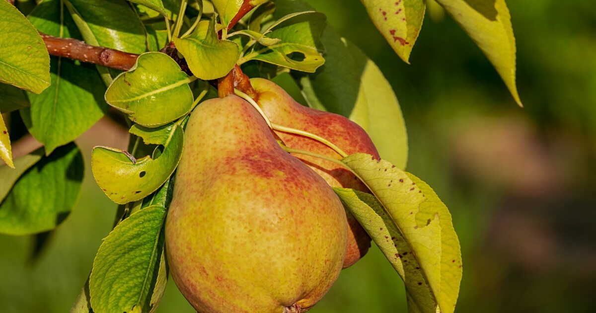 Comment pocher des poires ?