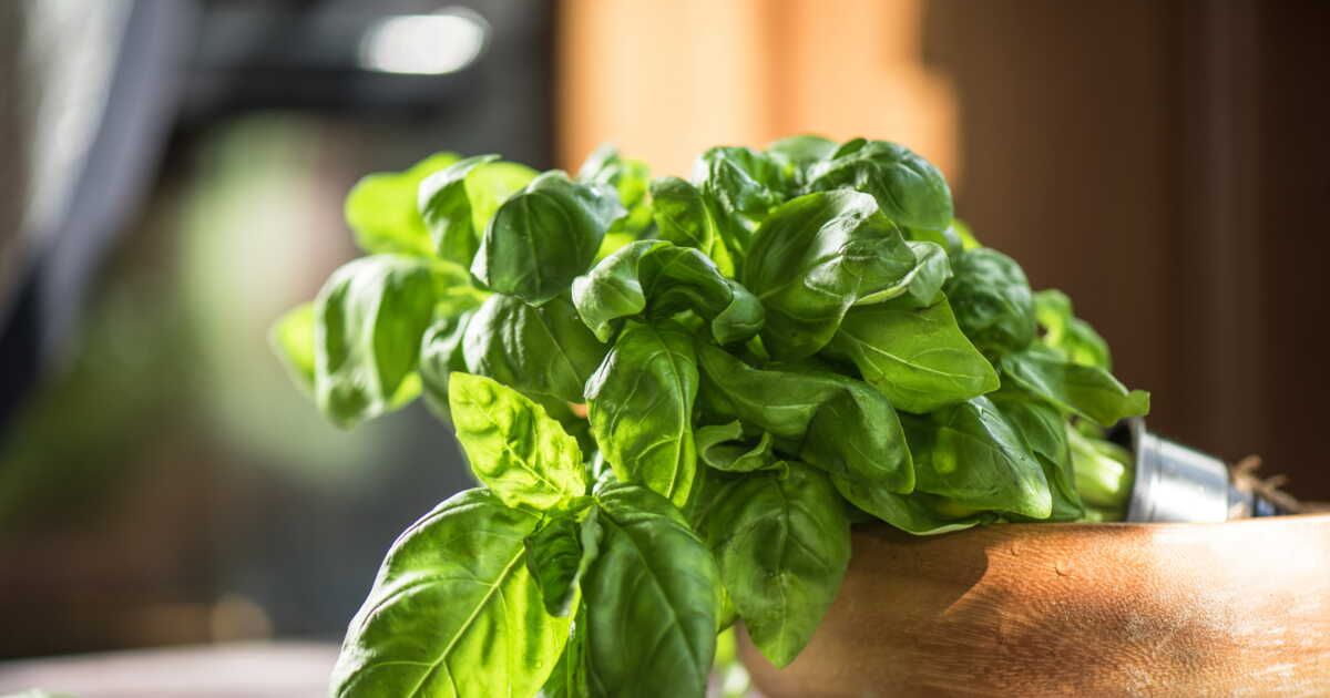 77 recettes pour sublimer le basilic frais