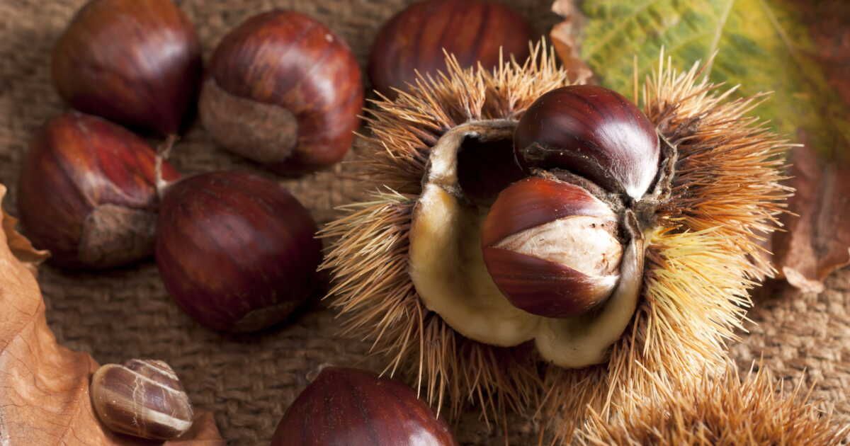La châtaigne : comment cuisiner ce fruit d'automne ?
