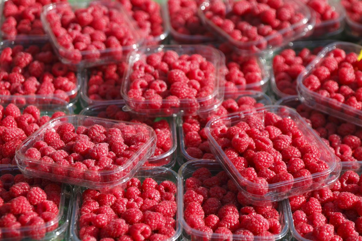 Rappel urgent de framboises surgelées en raison de norovirus