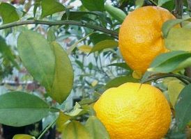Le yuzu, un trésor asiatique pour votre beauté et vos recettes