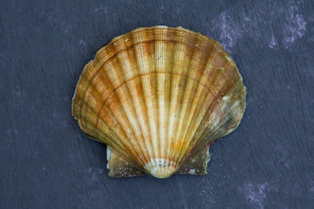 La délicieuse coquille Saint-Jacques revisitée par Cyril Lignac