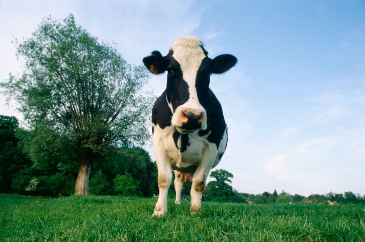 Les bienfaits insoupçonnés du lait et de la viande bio