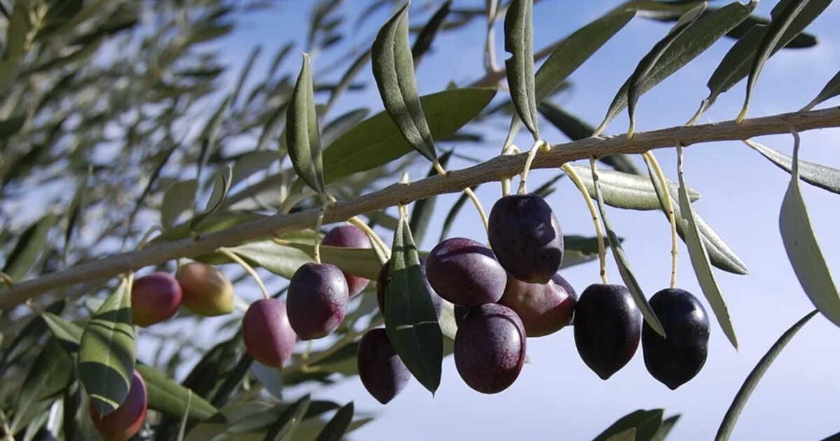 Zoom sur l'olive noire de Nyons