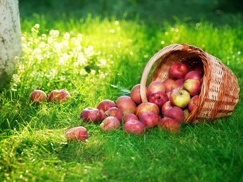 Pourquoi opter pour une alimentation bio améliore votre santé
