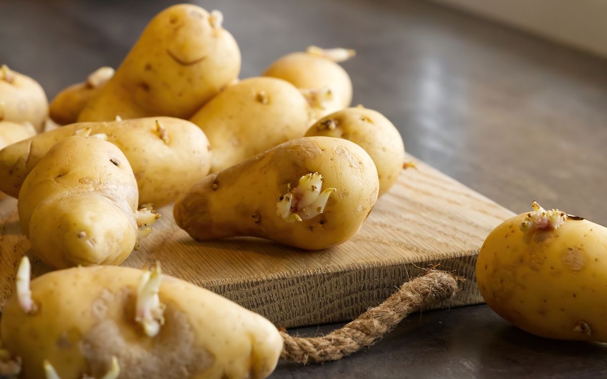 Pommes de terre germées : quelles précautions pour votre santé ?
