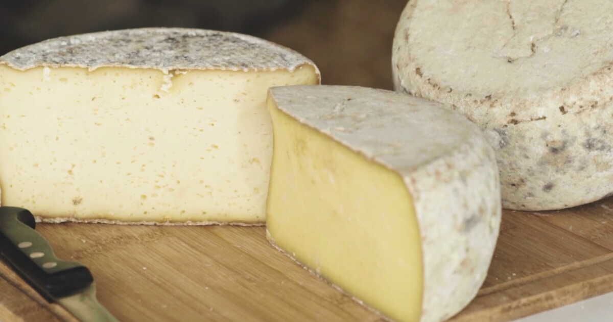 L'acajou, un fromage unique 100% au lait de Salers
